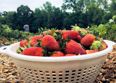 NC - 1 - strawberries in field